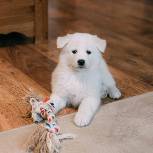 Cute Samoyed puppy lying on a wooden floor with a colorful rope toy.